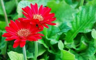 Bright Flower Wallpaper Beautiful Desktop