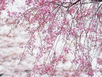 Japanese Cherry Blossom Wallpaper Funny Amazing Image