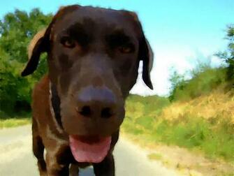 Chocolate Lab Photos Desktop Background Wallpaper M5x Eu