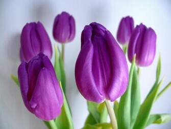 Flowers Planets Beautiful Wallpaper For Desktop