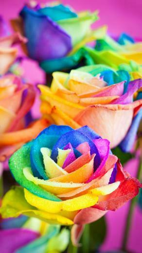 Rainbow Roses Wallpaper