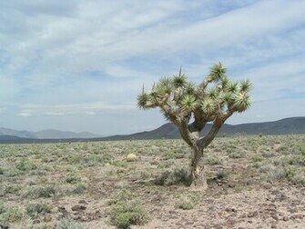 Description Joshua Tree Jpg