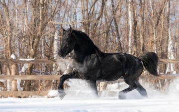Winter Snow Horse Wallpaper HD Desktop And Mobile Background