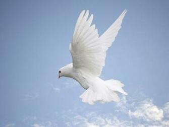 Wallpaper White Dove