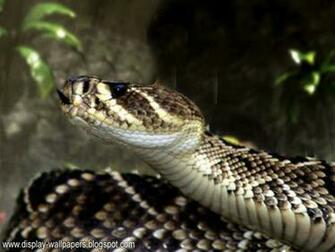 Are Sharing Some King Cobra Wallpaper These