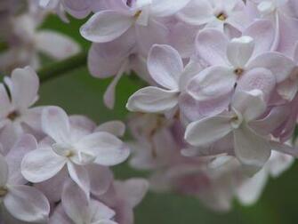 Flowers White Wallpaper Full HD