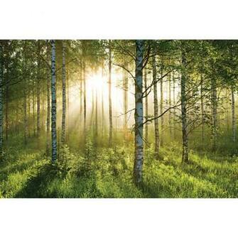 Giant Forest Wallpaper Mural 232cm X 315cm Home Accessories At The