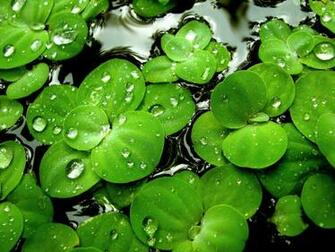 Green Lilies Wallpaper