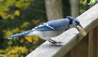 Blue Jay Bird Photos Wallpaper The Fun Bank