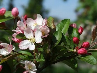 Apple Blossom Time Wallpaper