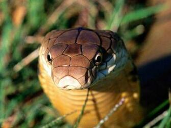 Wild Animal Wallpaper Funny Mating Videos Pictures