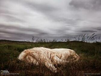 Picture Animal Wallpaper National Geographic Photo Of The Day
