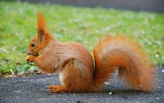 Beautiful Animal