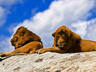 Lions Wallpaper Full HD Top Desktop For