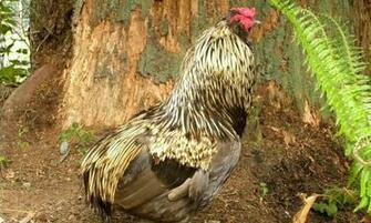 Hens Wallpaper App For Android