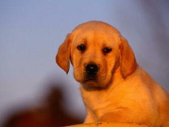 Labrador Puppy Desktop Wallpaper For Widescreen