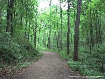 Forest Path 3d Wallpaper