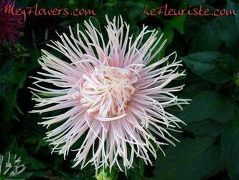 Megflowers Wallpaper Small Jpg