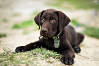 Chocolate Lab Puppy Wallpaper