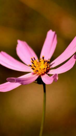 Flower Wallpaper For Nokia Lumia Back To