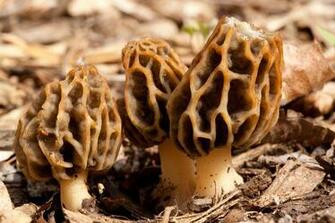 Coprinus Under Microscope HD Walls Find Wallpaper