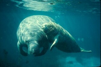 West Indian Manatee Wallpaper X HD