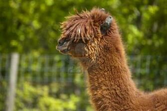 Funny Looking Llama Wallpaper