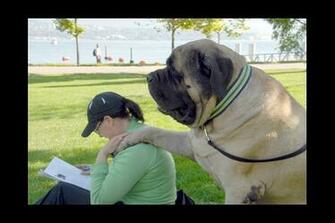 English Mastiff Wallpaper