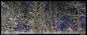 Forest Scene In Winter With Fresh Snow Great Smoky Mountains National