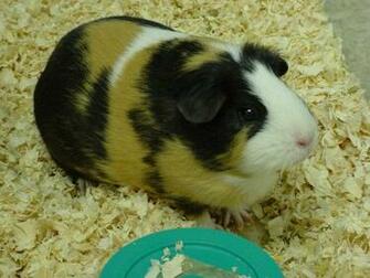 Funny Guinea Pig Wallpaper For Desktop