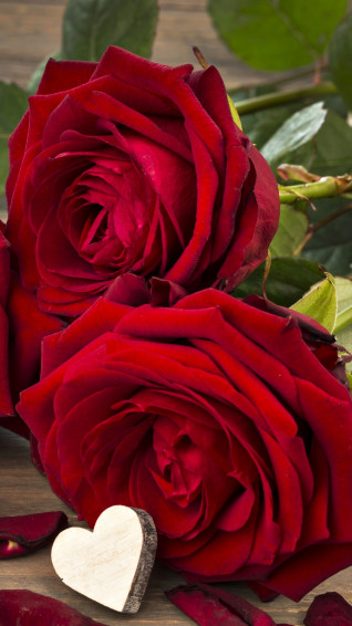 Love Rose Wallpaper HD Full Size