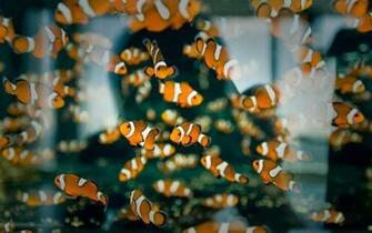 Desktop HD Wallpaper S Clown Fish
