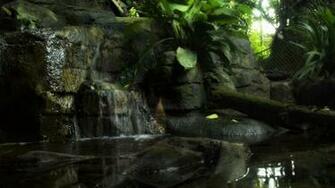 Nature Outdoors Rainforest Realistic Wallpaper