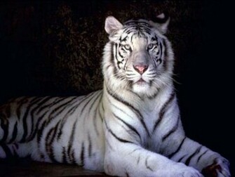 White Tigers Wallpaper Cute Two Beautiful