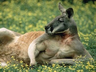 Red Kangaroo Australia Wallpaper Space Elephant