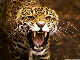 Wild Cat Wallpaper