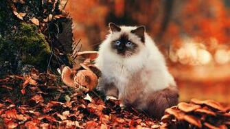 Ragdoll Fluffy Foliage Mushroom HD Cat Wallpaper
