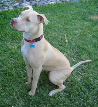 American Pit Bull Terrier Photos And Wallpaper The