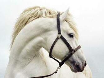 Best Horse Wallpaper HD