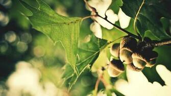 Acorn Wallpaper