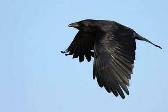 Crow HD Wallpaper Dwito