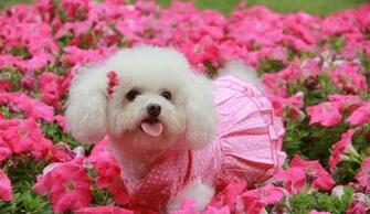 Crazy Small Fat Puppies Funny And Cute Dog Pictures Holicoffee