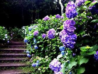 Beautiful Flower Garden Wallpaper