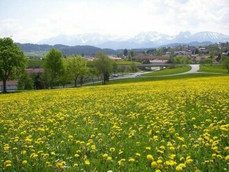 Spring Meadow