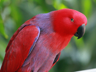 File Eclectus Parrot Rwd Jpg