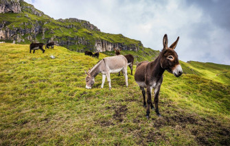 Donkey Wallpaper