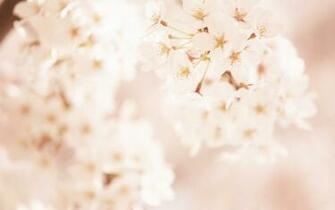 Soft Focus Romantic Sweet Flowers Photos Wallpaper