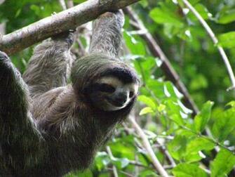 Cute Sloth