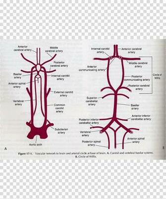 Posterior Spinal Artery Anterior Vertebral
