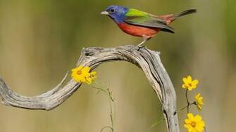Bird Wallpaper Series HD Animals